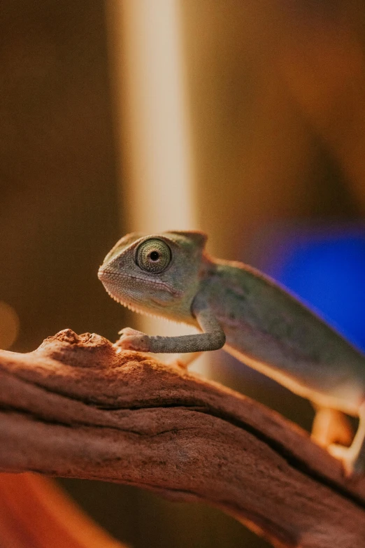 a small lizard on top of a piece of wood