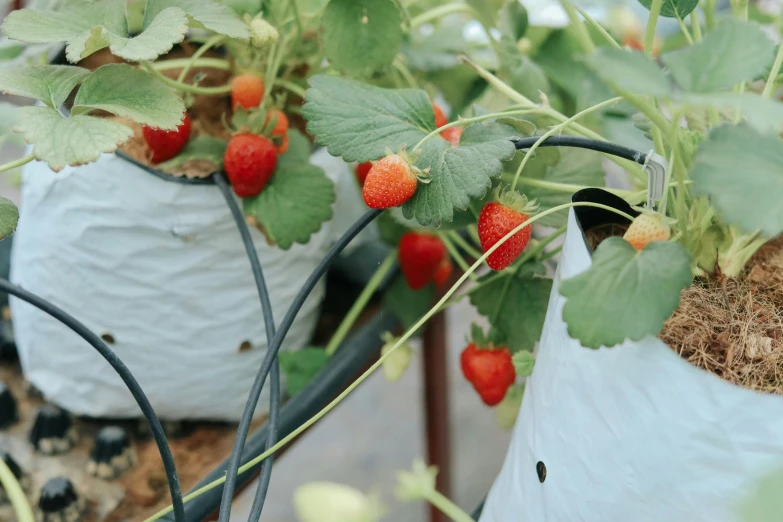 several strawberries hanging from the top of some plastic containers