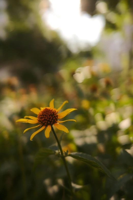 the large sunflower is alone in a field of flowers