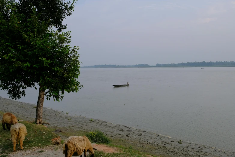 the sheep are grazing on the land by the water