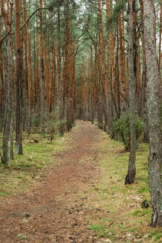 a forest filled with lots of tall trees