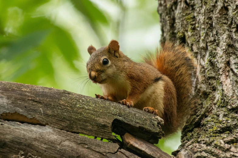 a squirrel on the bark of a tree