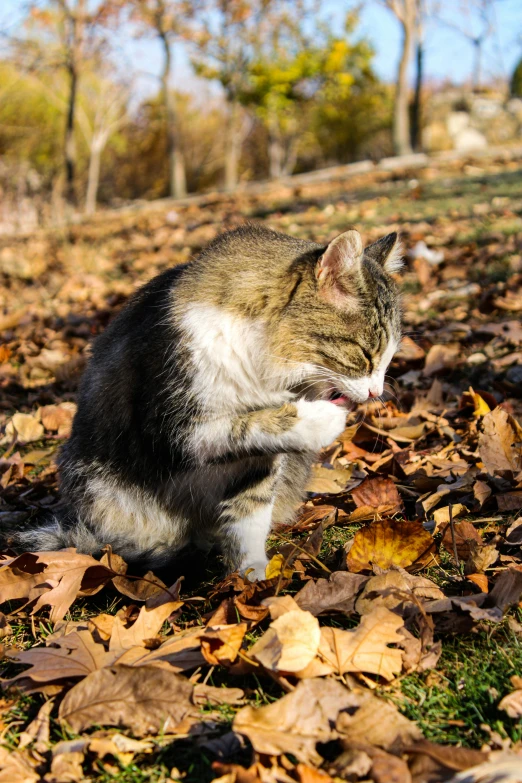 a grey and white cat sitting on leaves and looking off to the side