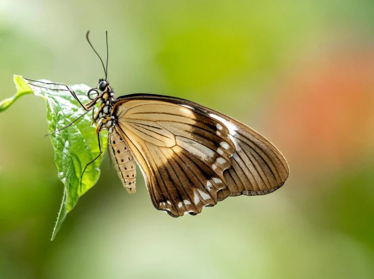a erfly sits on a plant, near the green leaves