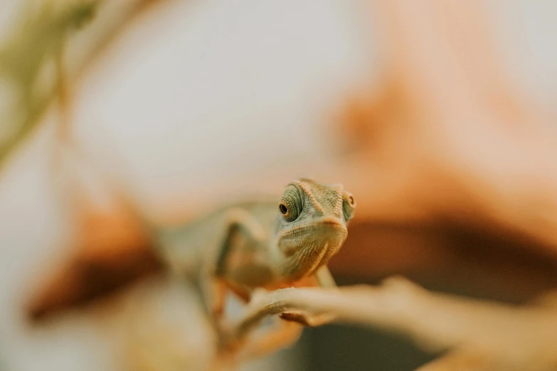 small lizard sitting on the stem of a tree