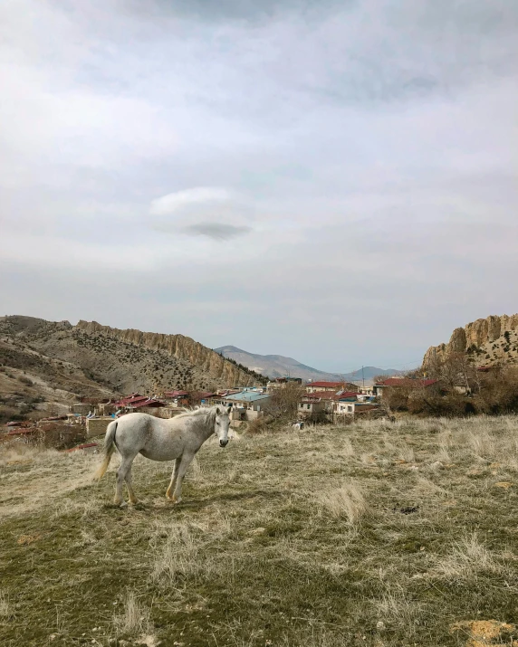 several white horses in a grassy field with mountains