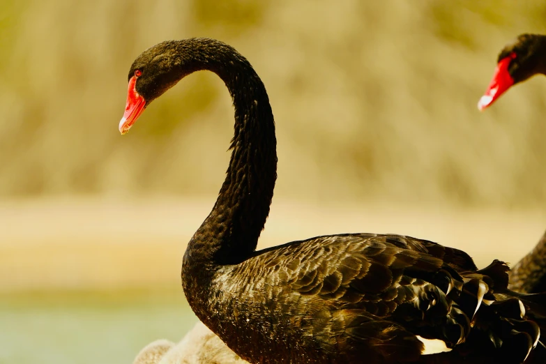 two black swans stand side by side