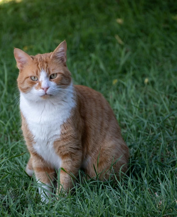 an orange and white cat sits in the grass