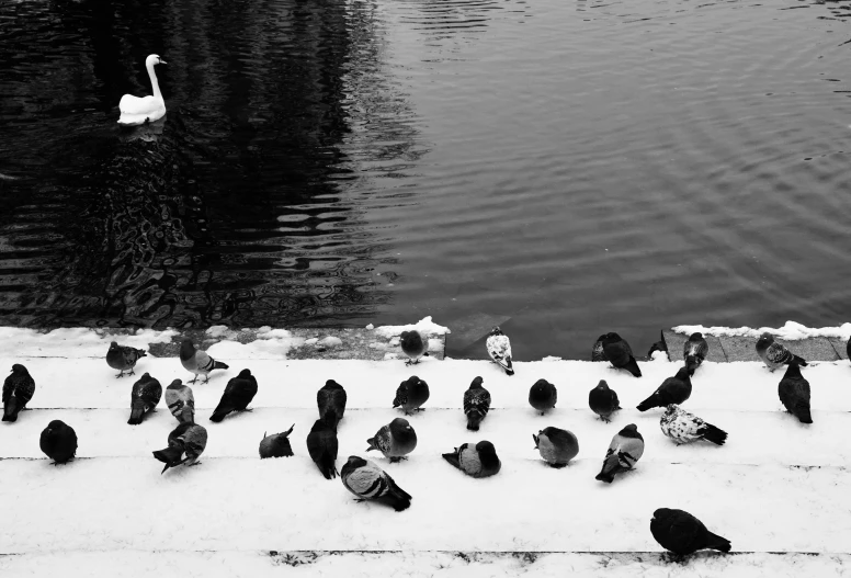 several black and white birds perched on the side of a river