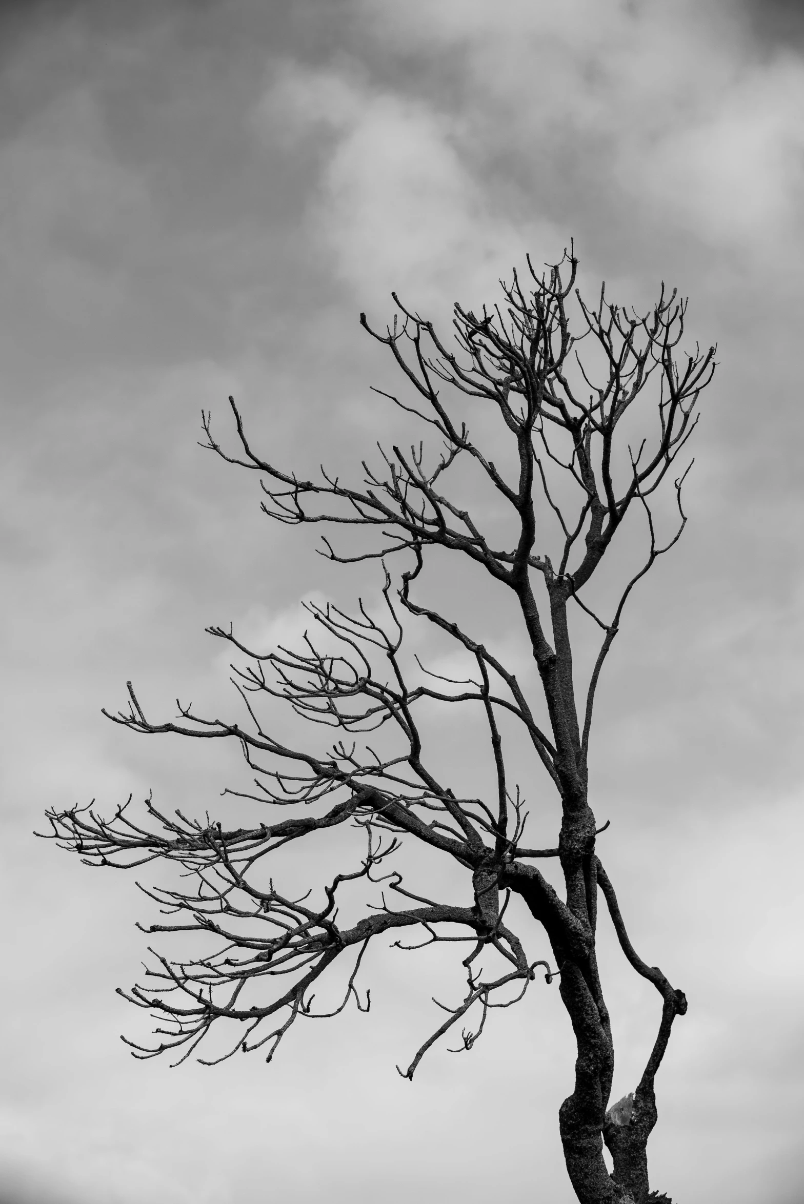 a black and white po of a tree in front of a cloudy sky