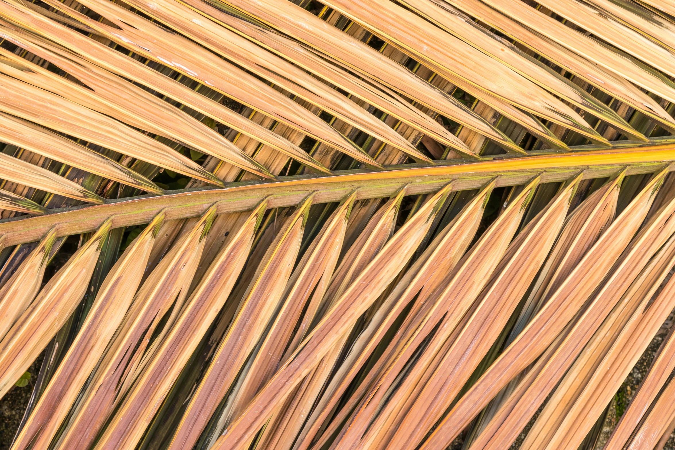 the top view of a palm leaf