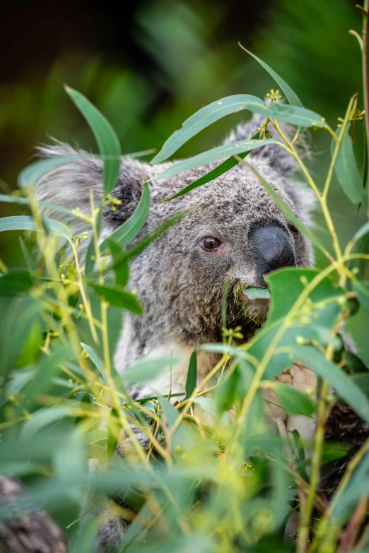 a koala looking out from behind a bush