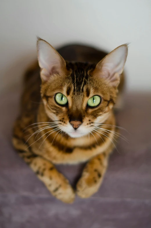 a cat with green eyes is looking directly into the camera