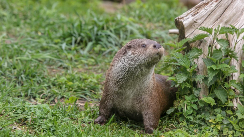 a small brown rodent sits on a grassy field