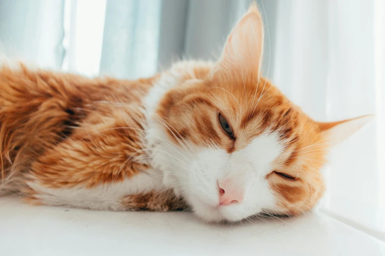 orange and white cat resting on the window sill