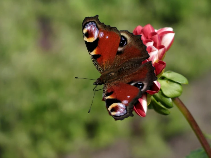 a beautiful erfly that is sitting on top of a flower