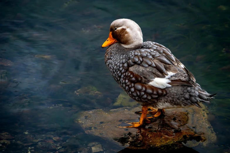 a white, brown and gray duck standing on a rock