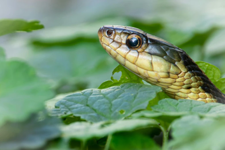 a snake that is sitting on a green leaf