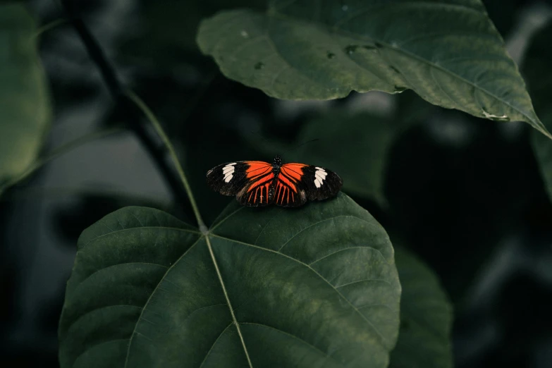 a bright orange erfly sitting on top of a leaf