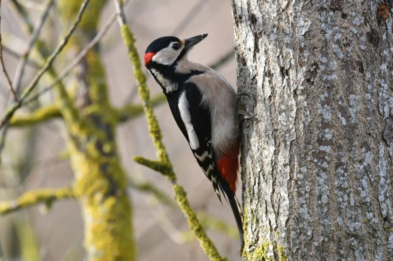 a colorful bird perches on the bark of a tree