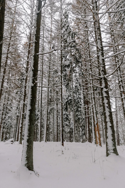 snow covered pine trees in winter landscape with white background