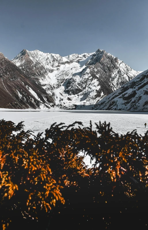 trees and bushes stand near the snowy mountains