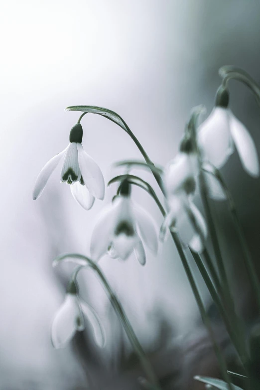 a bunch of flowers with buds in it