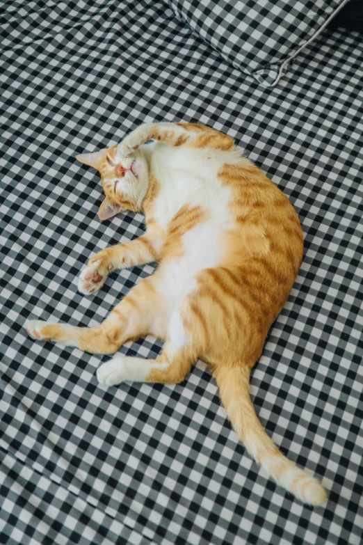 a ginger cat sleeps comfortably on a checked bed cover