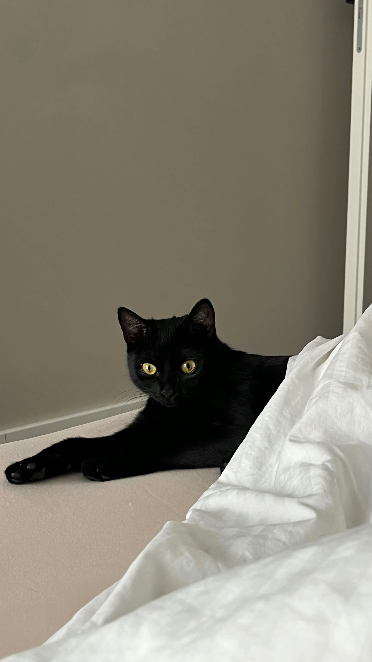 black cat looking straight at camera in dark bedroom