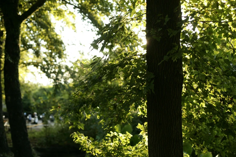 there are several trees in the shade on this sunny day