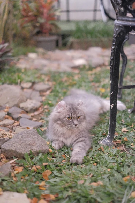 a cat sits on the ground near an open chair