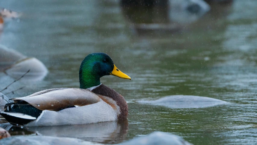 two ducks are swimming together in a body of water