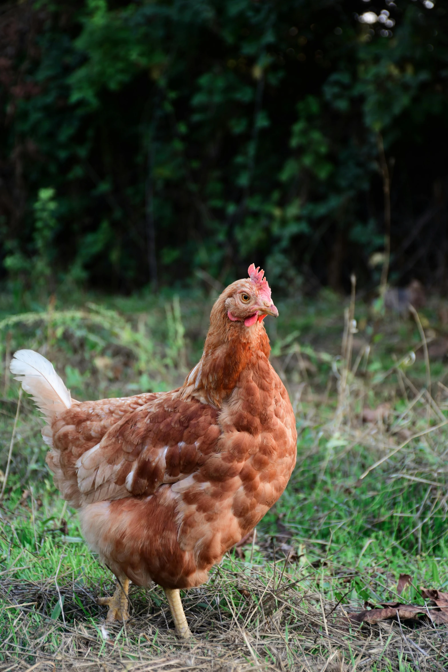 a chicken with brown feathers standing in a field