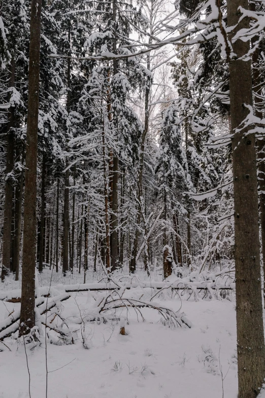 the trees are covered in a blanket of snow