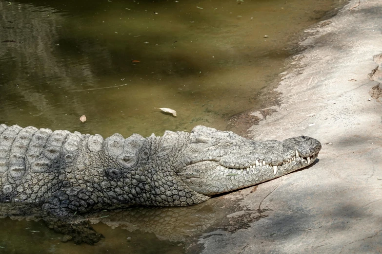 a large alligator lying out in the water