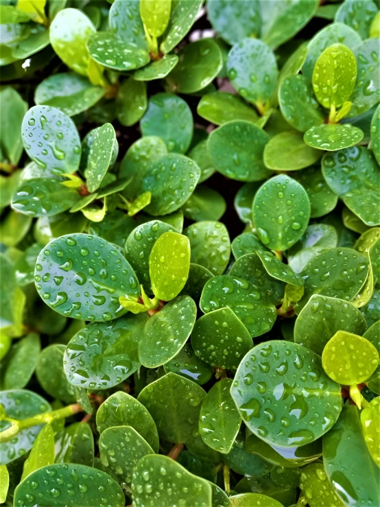 a very close up image of some leaves