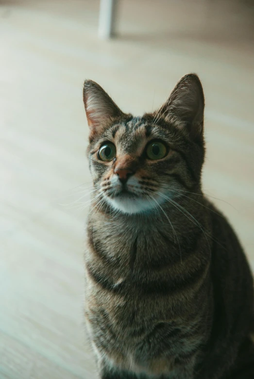 a cat that is sitting down on a floor