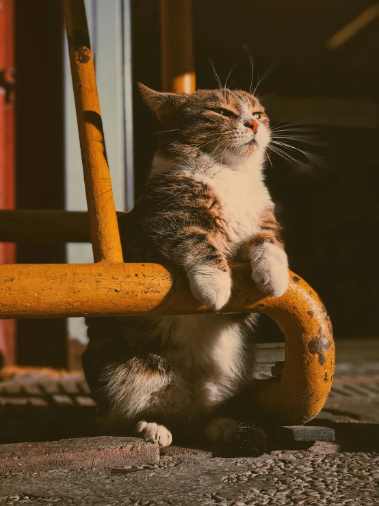 a cat on a wheel sits next to a wooden bench