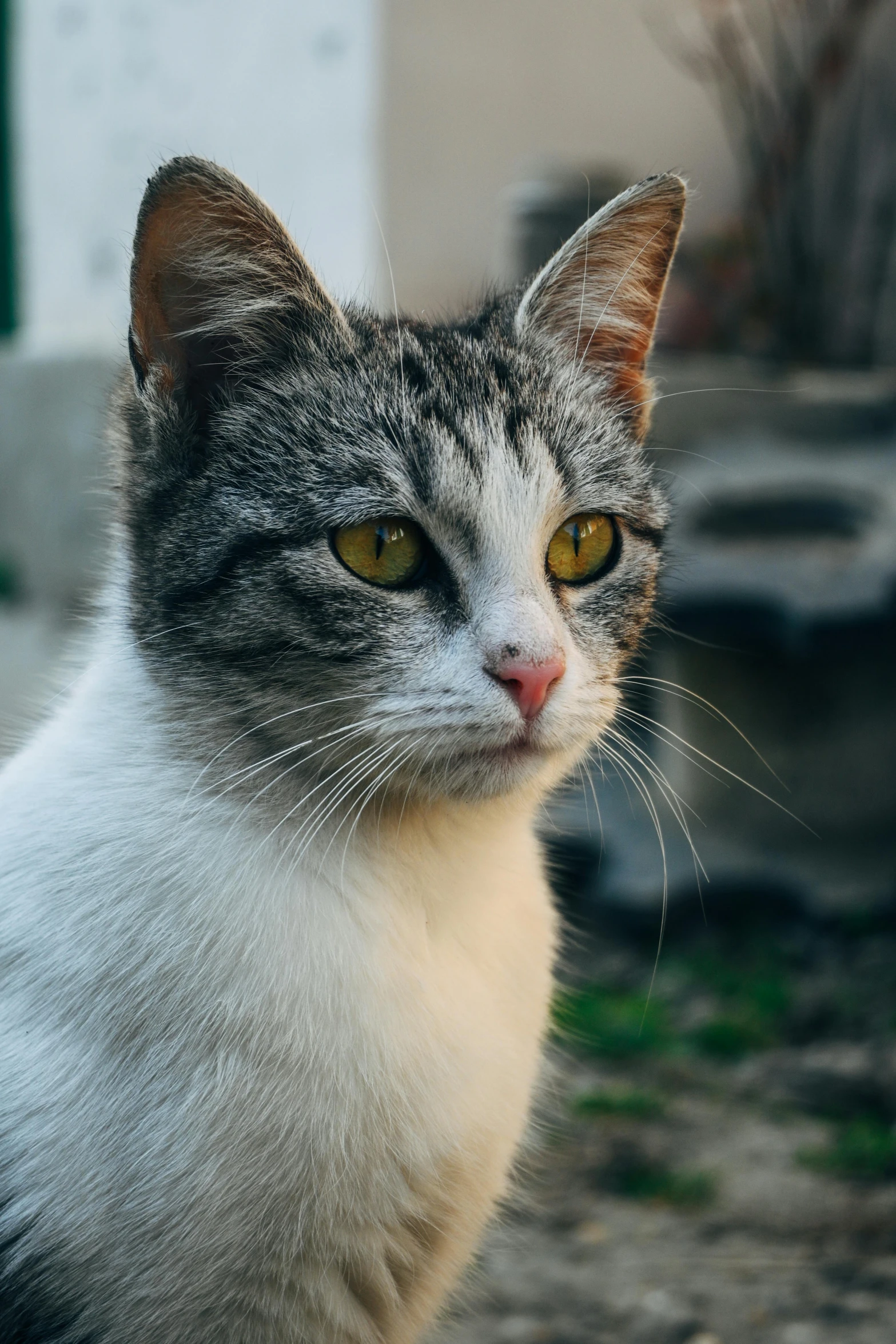 a cat is shown in this image staring into the camera