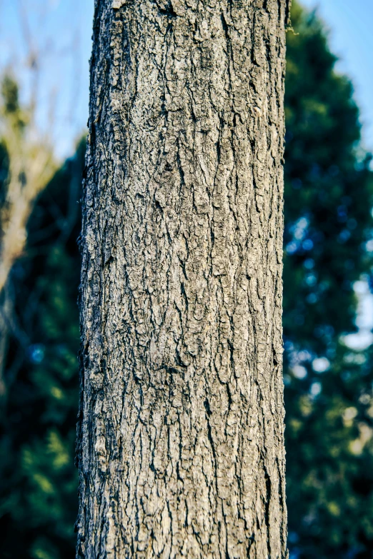 the bark of an old tree is brown