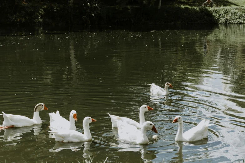 some geese swimming in the water together