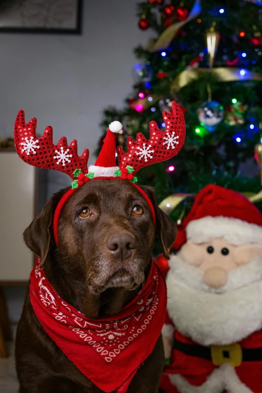 a brown dog wearing a red scarf and reindeer hat next to a toy