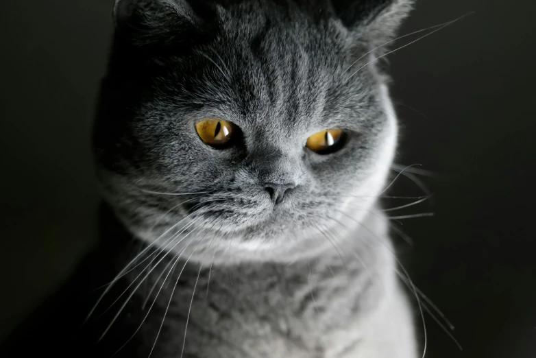 gray cat looking up with yellow eyes and whiskers