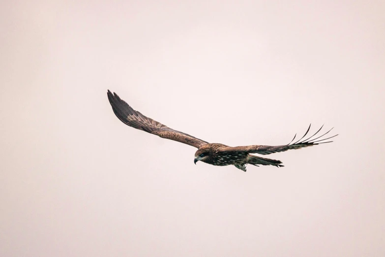 a large bird flying high up in the sky