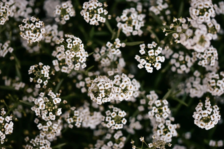 the image of many white flowers is very blurry