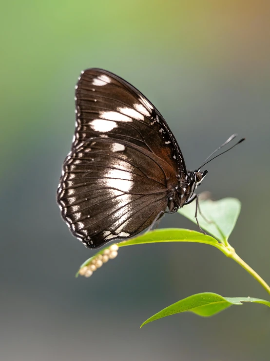 the erfly is resting on the stem