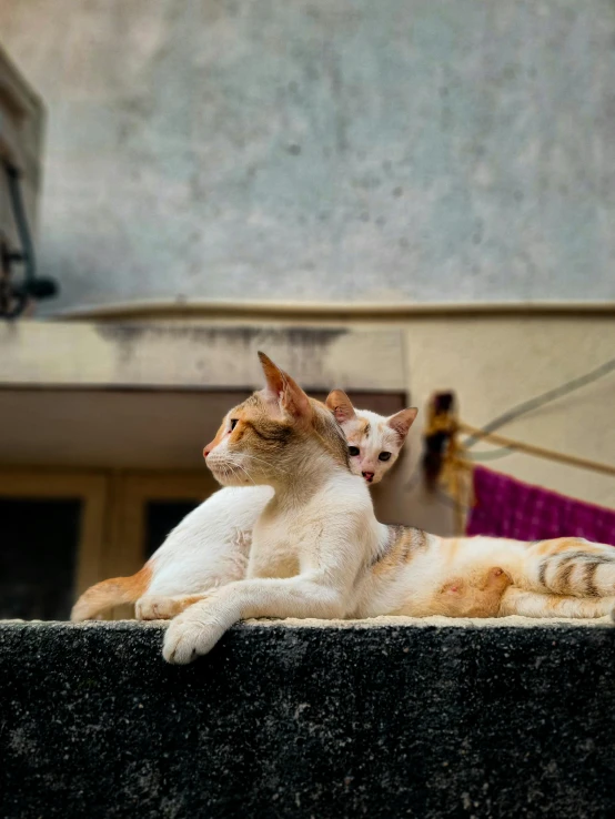 two cats sitting on top of a ledge