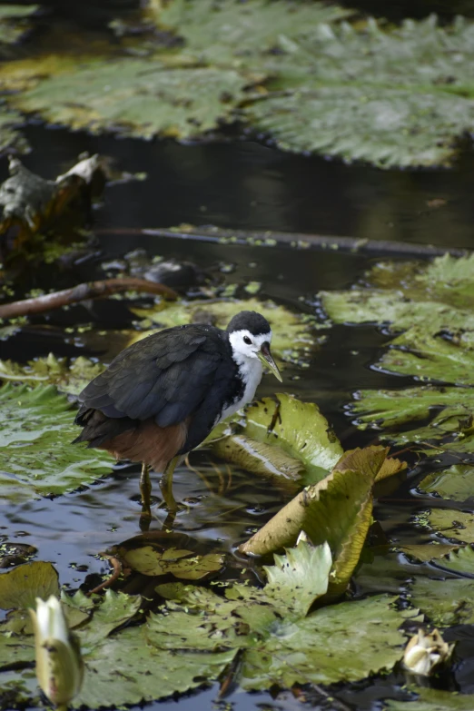 a black and white bird standing in the lily pad water