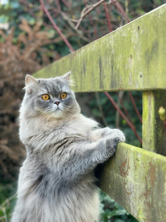 a long haired cat scratching his tail on the top of a wooden fence