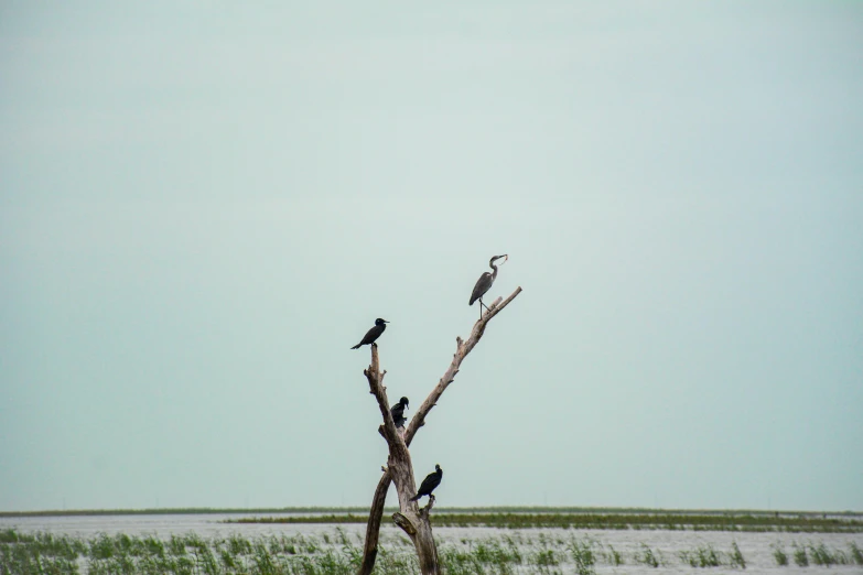 three birds on tree with a green field in background